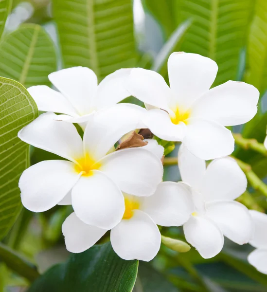 Tropical flowers frangipani — Stock Photo, Image