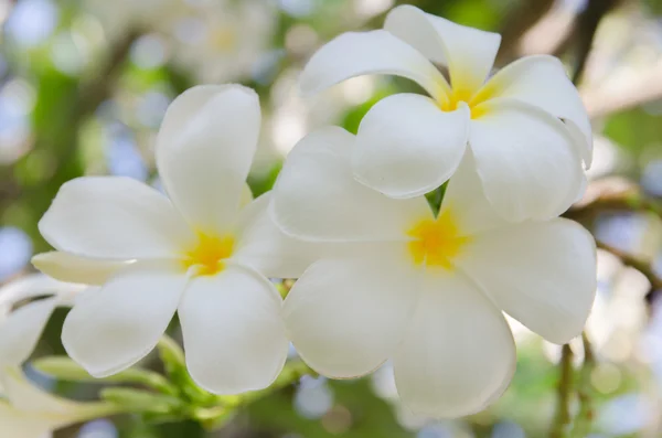 Plumeria alba flowers on blur background — Stock Photo, Image