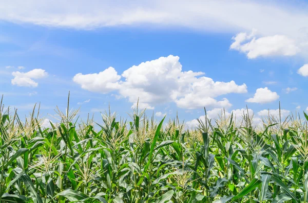 Green corn field — Stock Photo, Image