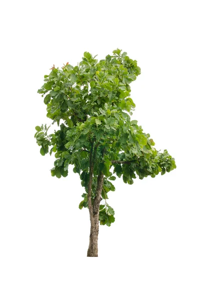 Dipterocarpus tuberculatus Roxb — Stock Photo, Image