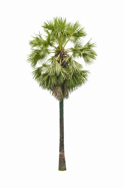 Şeker palmiye ağacı — Stok fotoğraf