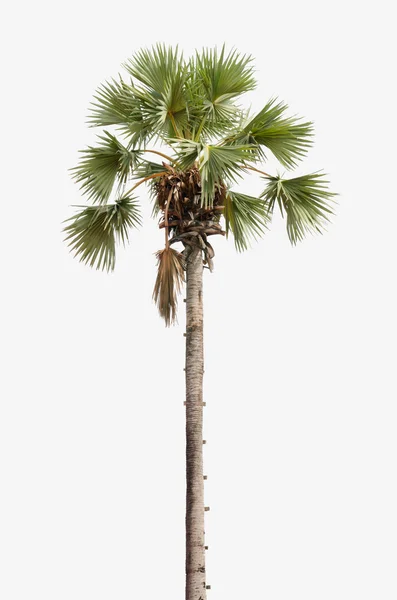 Sugar palm tree — Stock Photo, Image