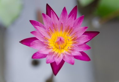 Menekşe lotus kapatmak