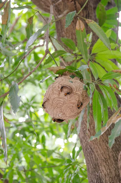 Hornet's nest — Zdjęcie stockowe