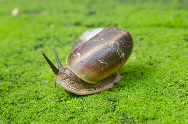 Snail in moss field — Stock Photo, Image