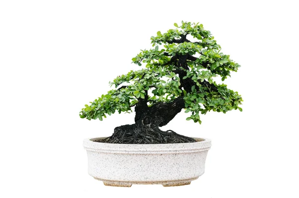 Bonsai árvore isolada no fundo branco — Fotografia de Stock