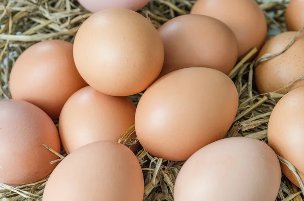 Huevo en nido de heno —  Fotos de Stock