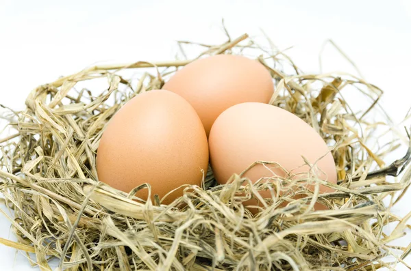 在白色背景上孤立巢棕色鸡蛋 — Stock fotografie