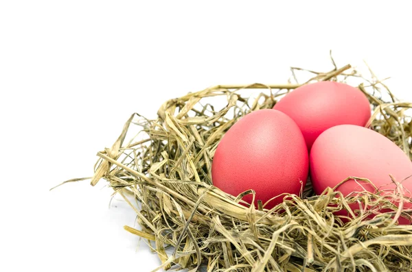 Bir yuva üzerinde beyaz bir arka plan izole kahverengi yumurta — Stok fotoğraf