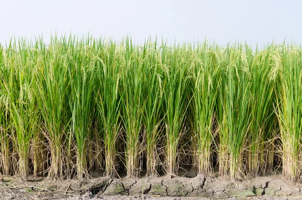 Paddy rice field — Stock Photo, Image