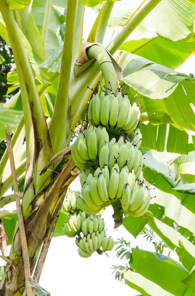 Banana verde pendurada em um ramo de uma bananeira — Fotografia de Stock