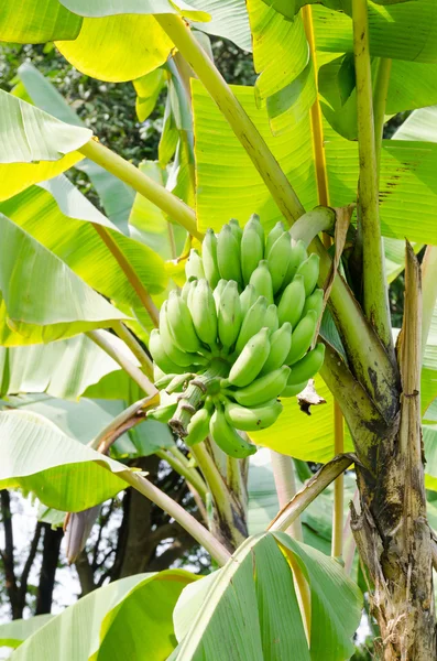 Banana verde pendurada em um ramo de uma bananeira — Fotografia de Stock