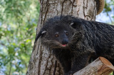 nadir ve komik hayvanlar - binturong