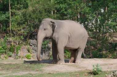 Genç Asya fili, Tayland