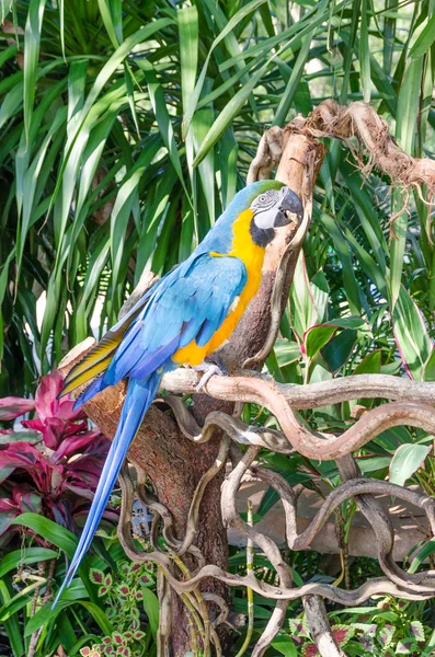 Arara azul e amarela na natureza — Fotografia de Stock