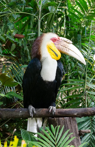 Inhöljda hornbill (aceros undulatus) — Stockfoto