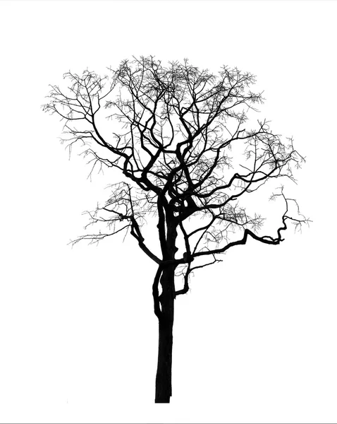 Árbol viejo y muerto aislado — Foto de Stock