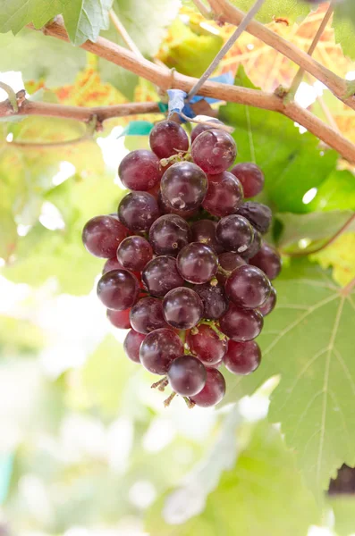 Druiven in wijngaard — Stockfoto