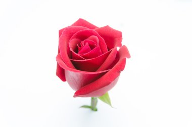 kırmızı gül beyaz arkaplanda izole