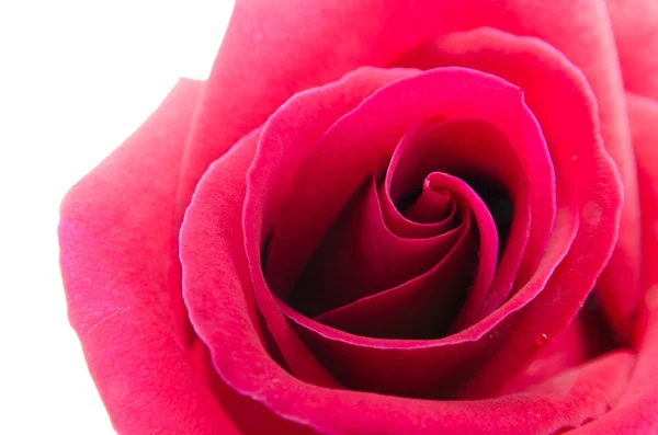 Rosa roja aislada sobre fondo blanco —  Fotos de Stock