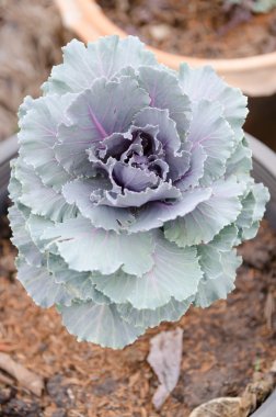 taze longlived lahana kadar yakın. Çince lahana bitkisel bir PO