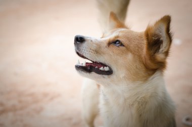 çaresiz bakarak üzgün köpek