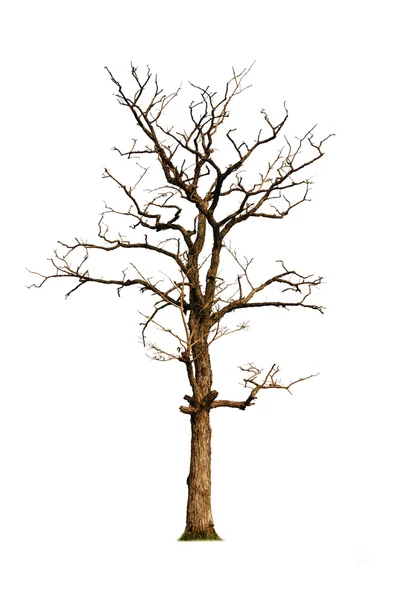 Arbre ancien et mort, isolé sur blanc — Photo