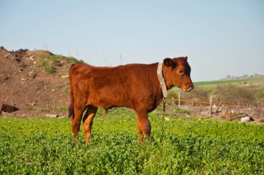 buzağı otlatılması