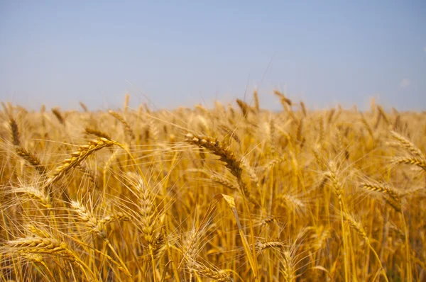 buğday olgunlaşmak