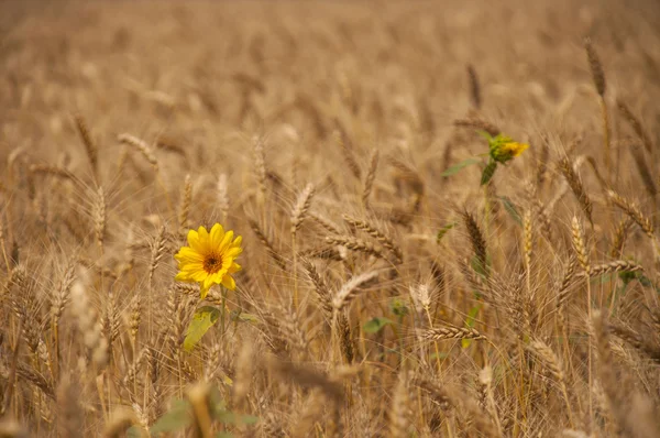 Ayçiçeği kulaklar arasında