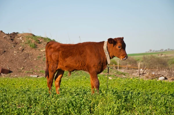 buzağı otlatılması