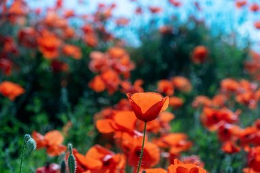 Keskin kırmızı bir gelincik çiçeği ve önplanda iki tomurcuk kırmızı gelinciğin bulanık arka planına karşı mavi bir yaz gökyüzünün altında eğimli bir tepede, kopyala uzayı
