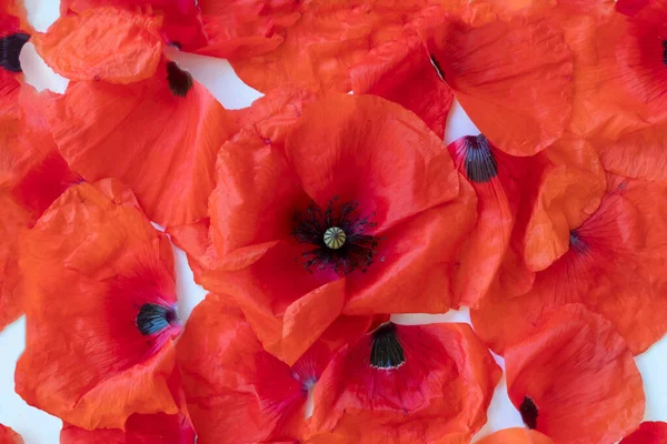 Padrão Floral Sem Costura Uma Flor Papoula Muitas Pétalas Flor — Fotografia de Stock