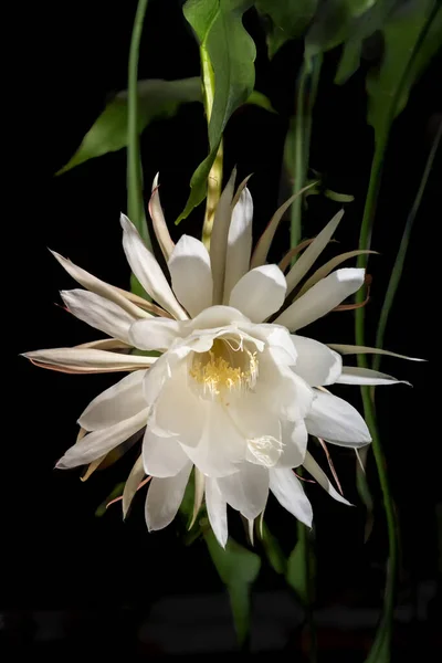 Велика Біла Розквітла Королева Ночі Epiphyllum Oxypetalum Рослина Кактус Вид — стокове фото