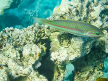 Mercan kayalığı, Kızıl Deniz sualtı dünyasını balık yüzmek.
