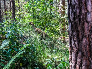Ormanda tüyler kaplı bir dinozor.