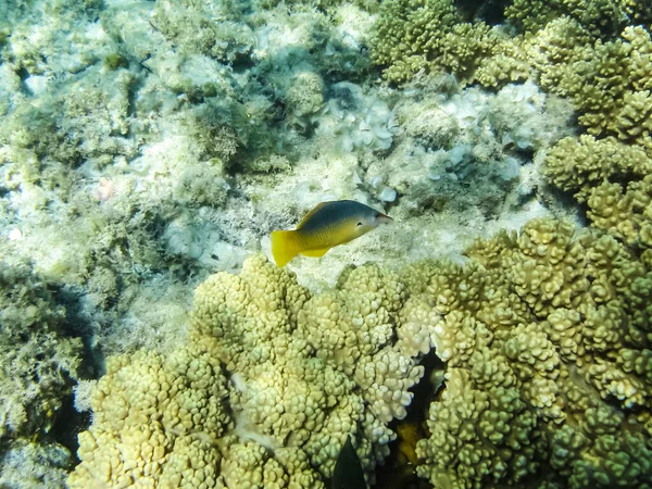 Риби Плавають Вище Коралових Рифів Підводний Світ Червоного Моря — стокове фото