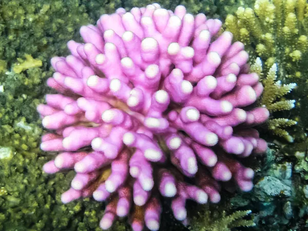 Peixes Nadam Acima Recife Coral Mundo Subaquático Mar Vermelho — Fotografia de Stock