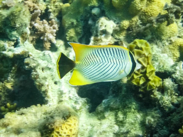 Los Peces Nadan Por Encima Del Arrecife Coral Mundo Submarino —  Fotos de Stock