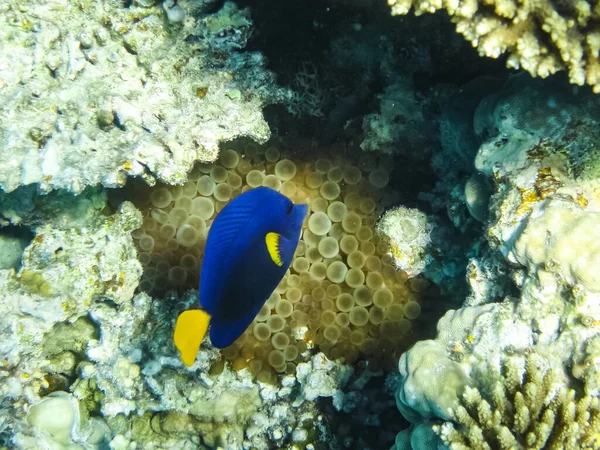 Риби Плавають Вище Коралових Рифів Підводний Світ Червоного Моря — стокове фото