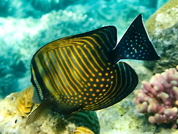 鱼在红海的水下世界珊瑚礁之上游动 — 图库照片