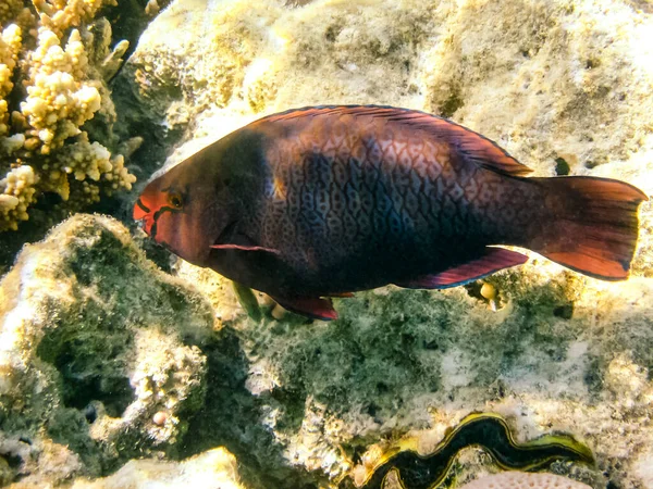 Los Peces Nadan Por Encima Del Arrecife Coral Mundo Submarino —  Fotos de Stock