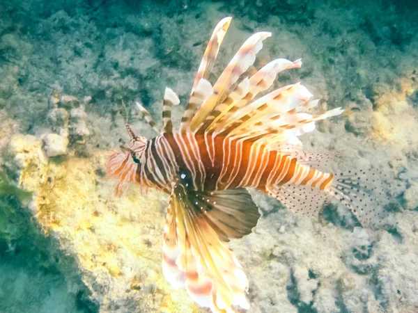 Риби Плавають Вище Коралових Рифів Підводний Світ Червоного Моря — стокове фото