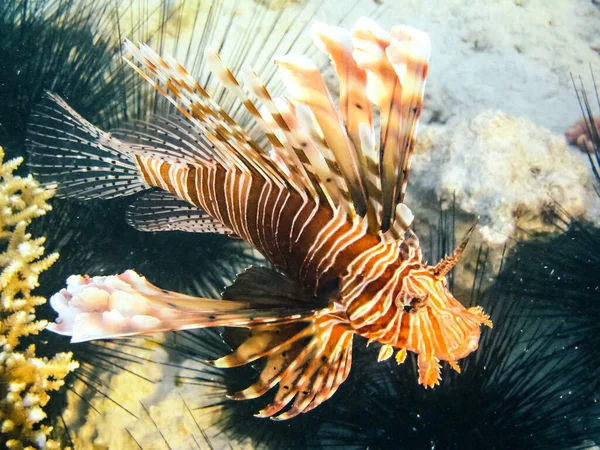 魚が泳ぐサンゴ礁 紅海の水中世界の上 — ストック写真