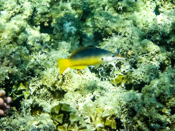 Vissen Zwemmen Boven Het Koraalrif Onderwaterwereld Van Rode Zee — Stockfoto