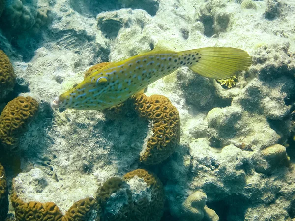 鱼在红海的水下世界珊瑚礁之上游动 — 图库照片