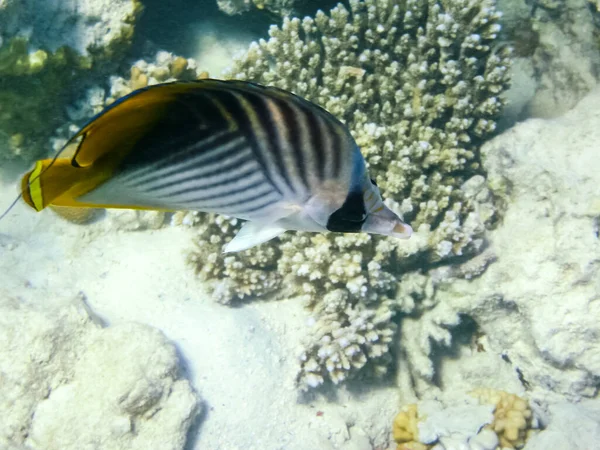 Los Peces Nadan Por Encima Del Arrecife Coral Mundo Submarino —  Fotos de Stock