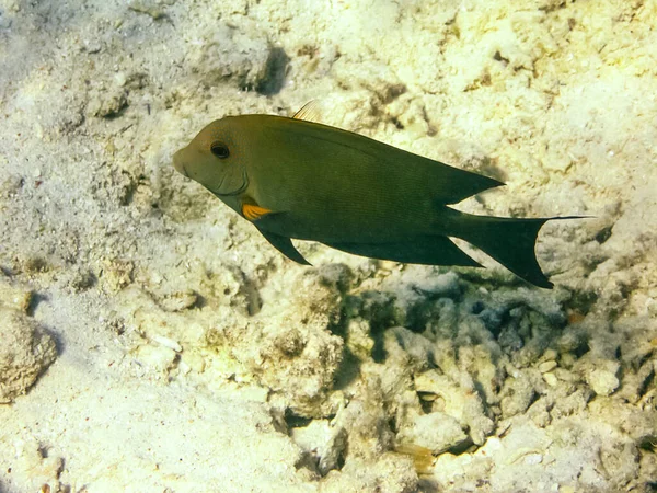 Peixes Nadam Acima Recife Coral Mundo Subaquático Mar Vermelho — Fotografia de Stock