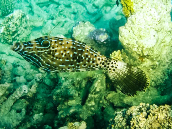 Риби Плавають Вище Коралових Рифів Підводний Світ Червоного Моря — стокове фото