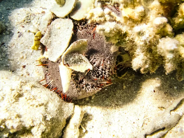 Peixes Nadam Acima Recife Coral Mundo Subaquático Mar Vermelho — Fotografia de Stock